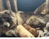 Chow Chow