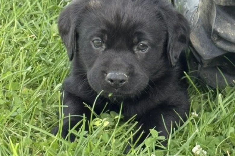 Labrador Retriever