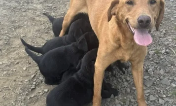 Labrador Retriever