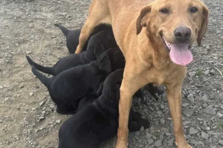 Labrador Retriever