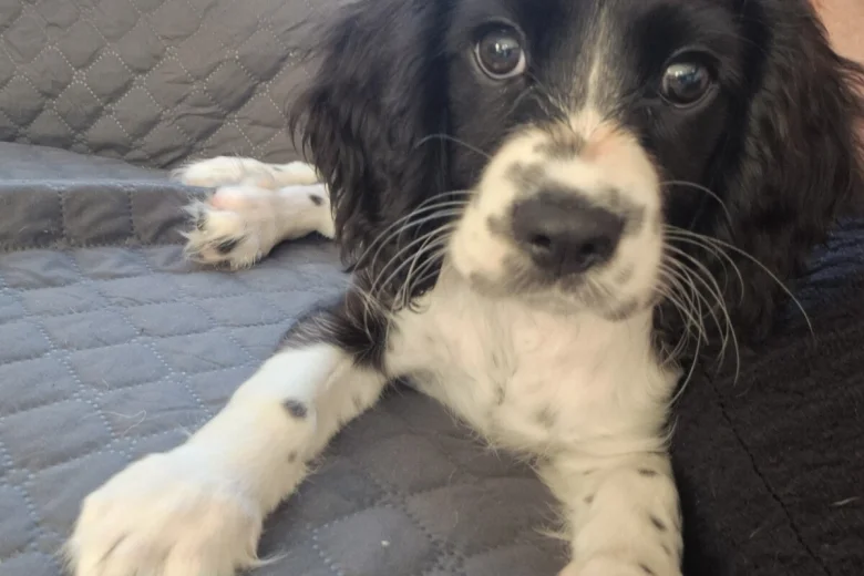 Cavalier King Charles Spaniel