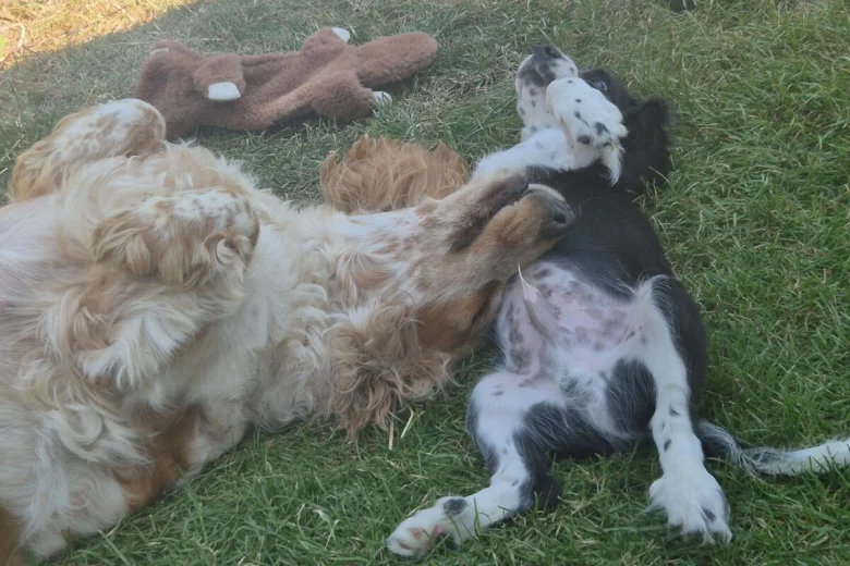 Cavalier King Charles Spaniel