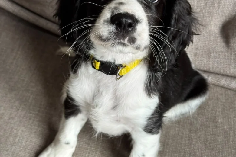 Cavalier King Charles Spaniel