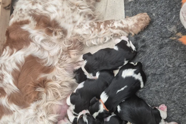 Cavalier King Charles Spaniel