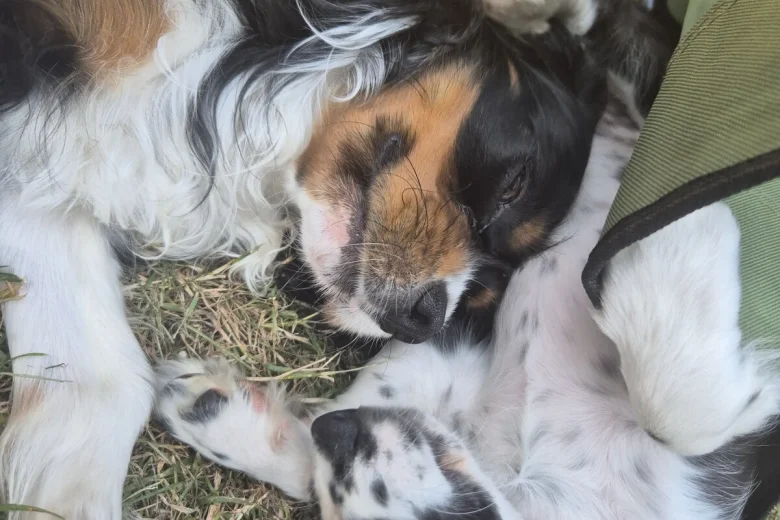 Cavalier King Charles Spaniel