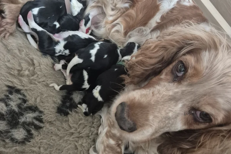 Cavalier King Charles Spaniel