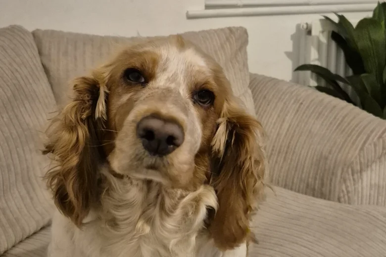 Cavalier King Charles Spaniel