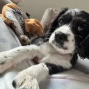 Cavalier King Charles Spaniel