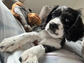 Cavalier King Charles Spaniel