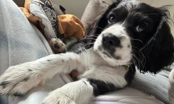 Cavalier King Charles Spaniel