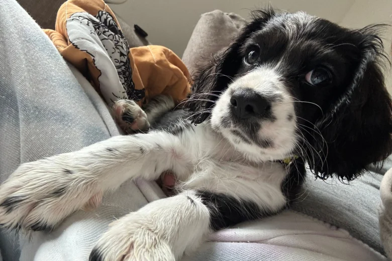 Cavalier King Charles Spaniel