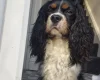 Cavalier King Charles Spaniel