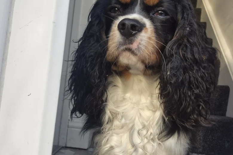 Cavalier King Charles Spaniel
