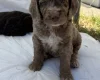 Cockapoo