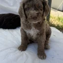 Cockapoo