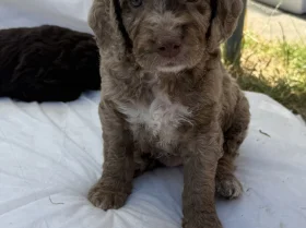 Cockapoo