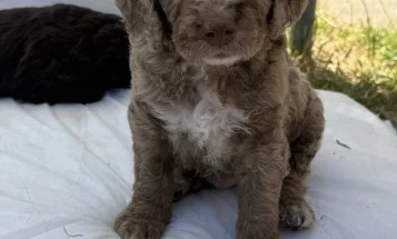 Cockapoo