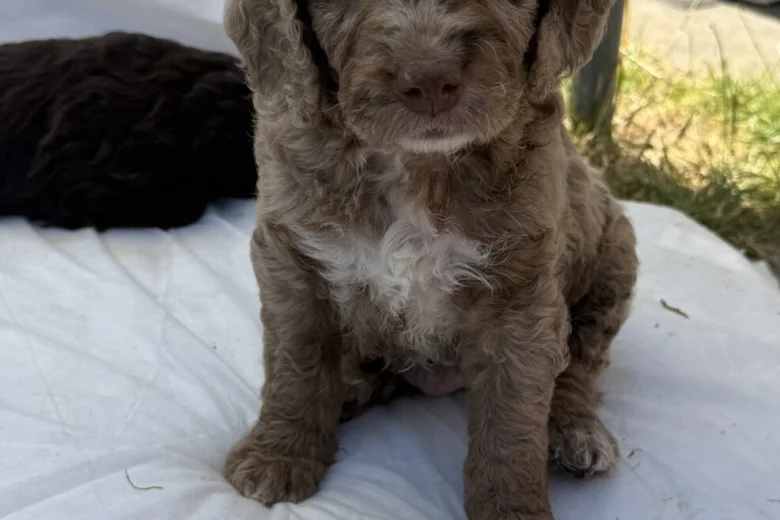 Cockapoo