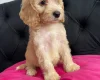 Cockapoo