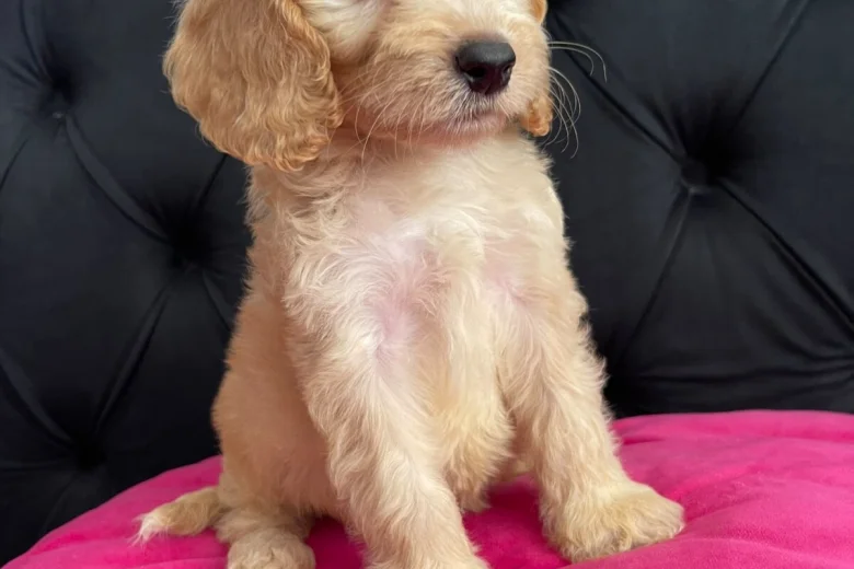 Cockapoo