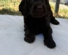 Cockapoo
