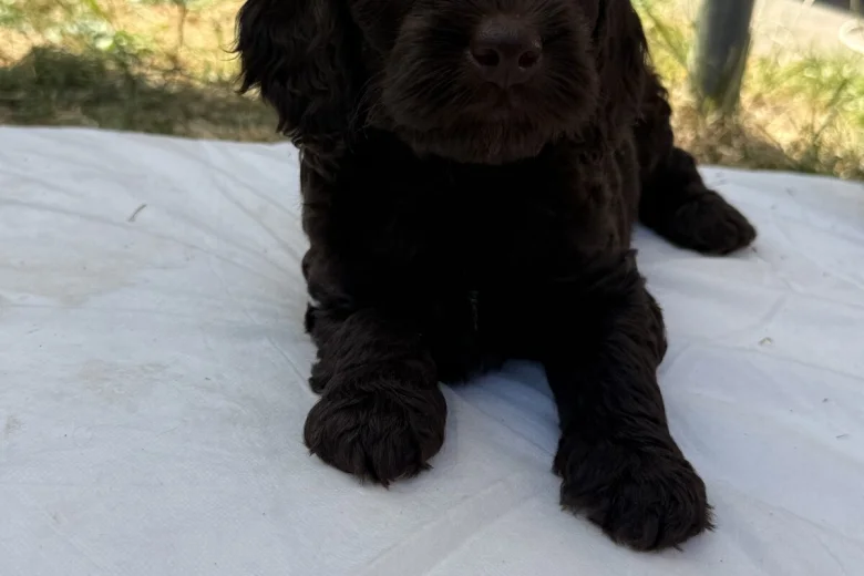 Cockapoo