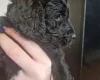 Cockapoo