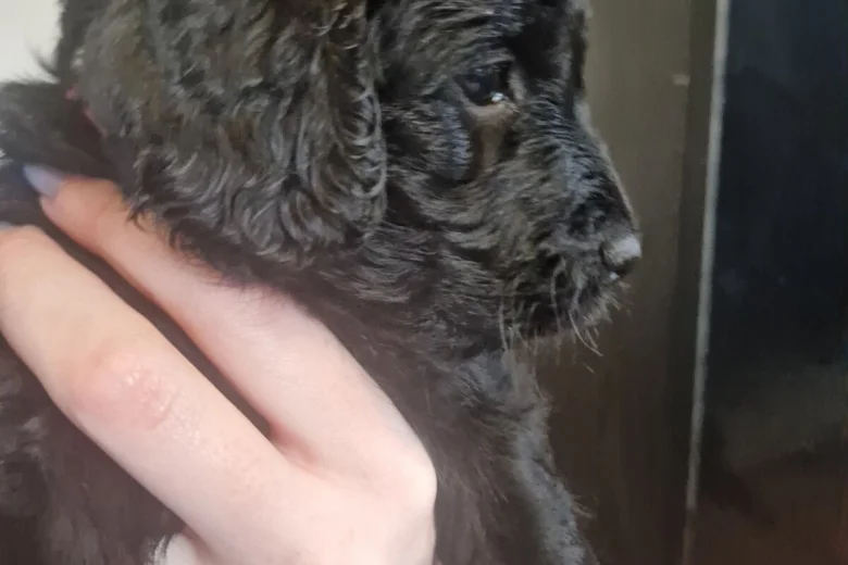 Cockapoo