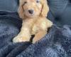 Cockapoo