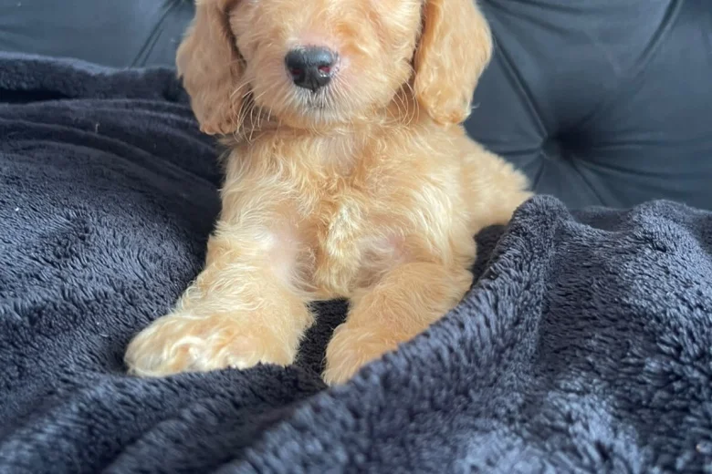 Cockapoo