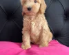 Cockapoo