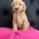 Cockapoo
