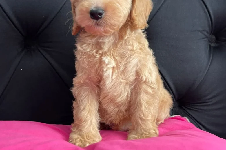 Cockapoo
