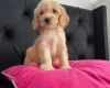 Cockapoo
