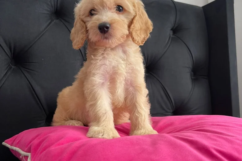 Cockapoo