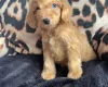 Cockapoo