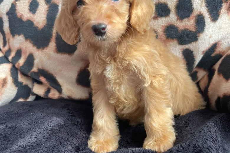 Cockapoo