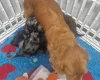 Cockapoo