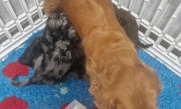 Cockapoo