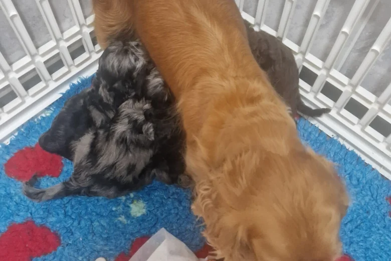 Cockapoo