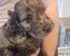 Cockapoo