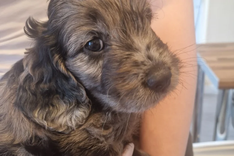 Cockapoo