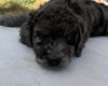 Cockapoo