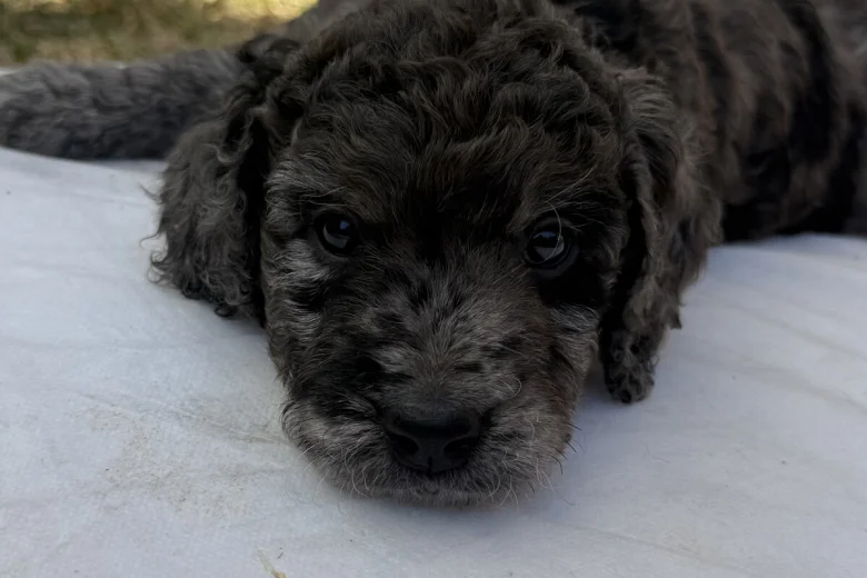 Cockapoo