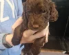 Cockapoo