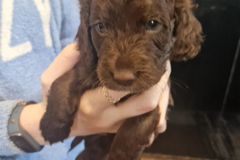 Cockapoo