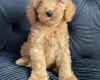 Cockapoo