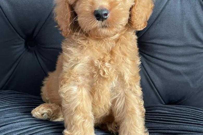 Cockapoo