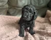 Cockapoo