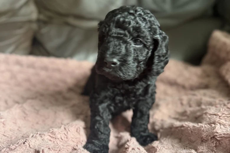 Cockapoo